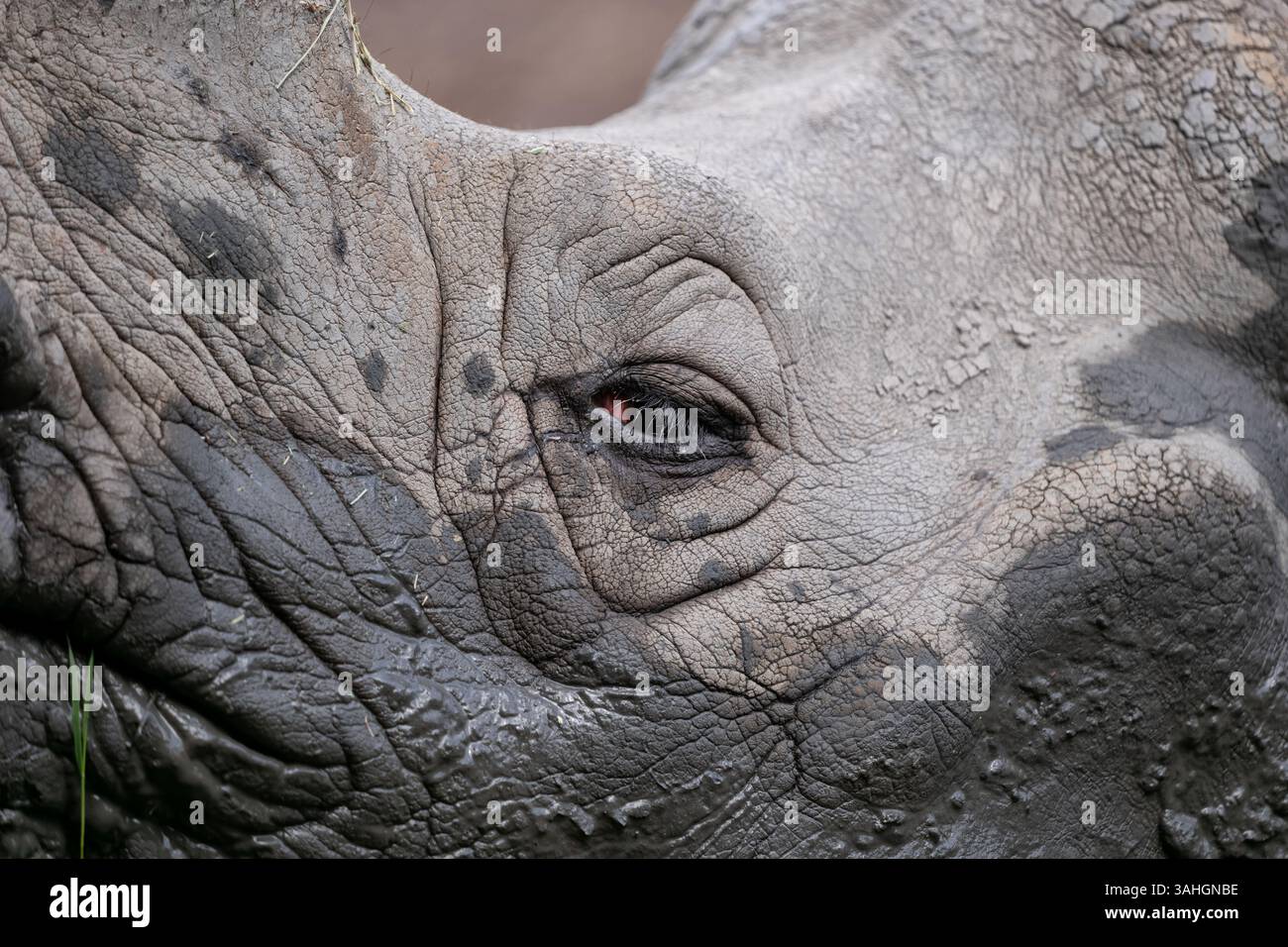 Das indische Nashorn (Rhinoceros unicornis) Kopf Nahaufnahme, Tier in der Familie Rhinocerotidae, Heimatregion: Indischer Subkontinent. Stockfoto
