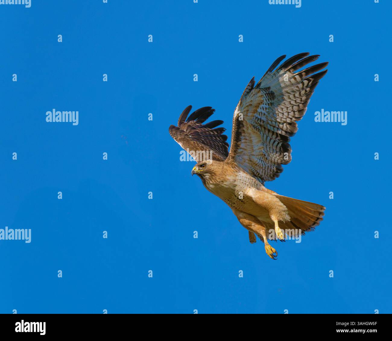 Erwachsener Rotschwanzfalke (Buteo jamaicensis) im Flug Stockfoto