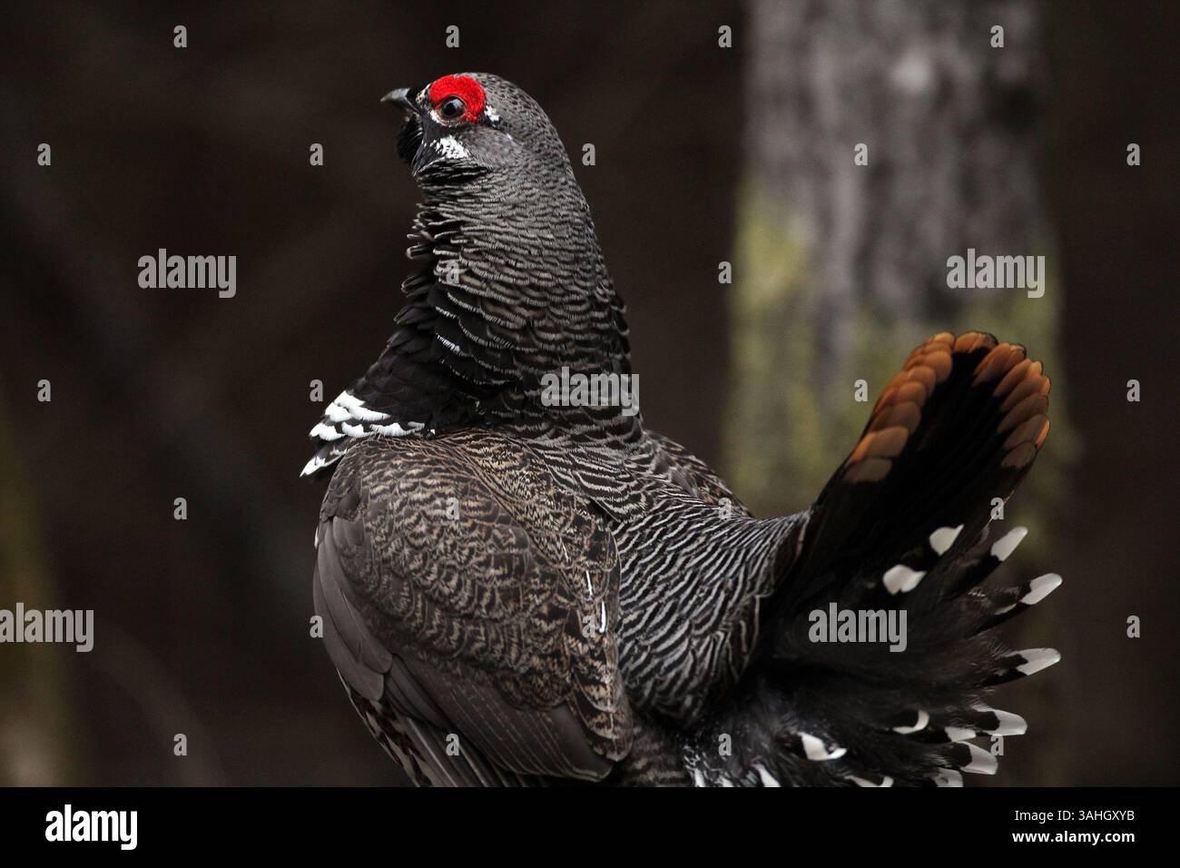 Mai 2015 – USA – Ein männliches Fichtenhühnchen wird am 1. Mai 2015 im Chequamegon-Nicolet National Forest in der Nähe von Clam Lake, Wiss. Ausgestellt (Foto: © Paul A. Smith/TNS/ZUMA Wire) Stockfoto