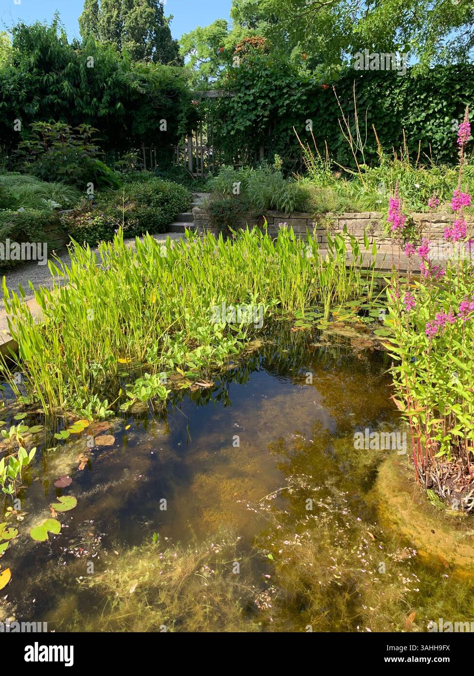 Ruhiger Gartenteich mit üppigem Grün und blühenden Pflanzen im Sommer - Smartphone-aufgenommenes Stockfoto