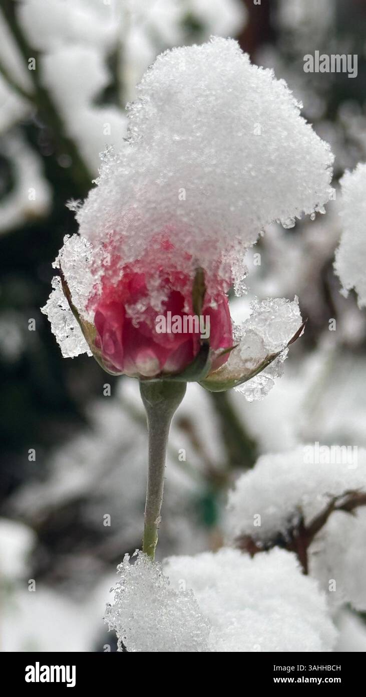Rote Rosenknospen bedeckt mit Schnee und Eis während des Winterfrosts - Smartphone-aufgenommenes Stockfoto