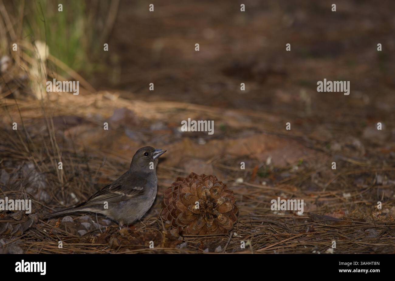 Gran Canaria Blue affinch Fringilla polatzeki. Junge Männer, die am Boden auf Nahrungssuche sind. Naturschutzgebiet von Inagua. Gran Canaria. Kanarische Inseln. Spanien. Stockfoto