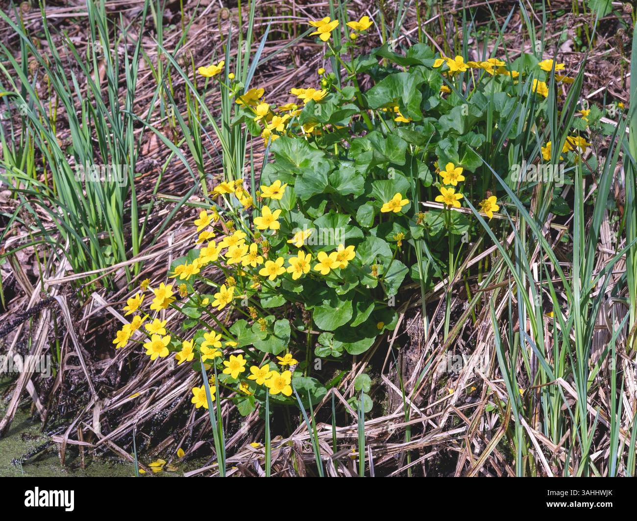 Gelber Sumpfbarsch, Caltha palustris, blüht neben einem Teich Stockfoto