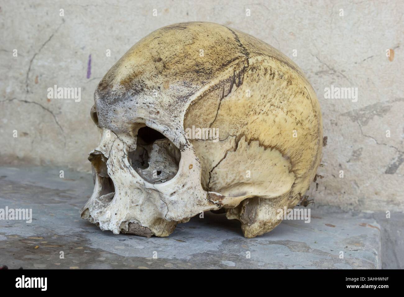 Ein fossiler menschlicher Schädel liegt auf einer Steinoberfläche und zeigt seine alten Merkmale und Risse. Dieses Artefakt ist in einer archäologischen Stätte museu ausgestellt Stockfoto