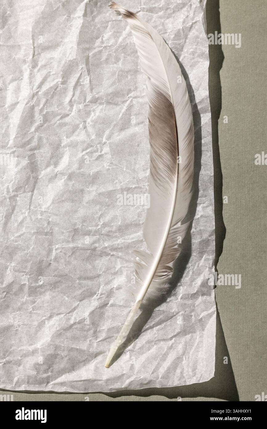 Einfarbiger Hintergrund mit einem leeren Blatt Papier und einer Feder. Draufsicht, minimaler Stil, Platz für Text. Stockfoto