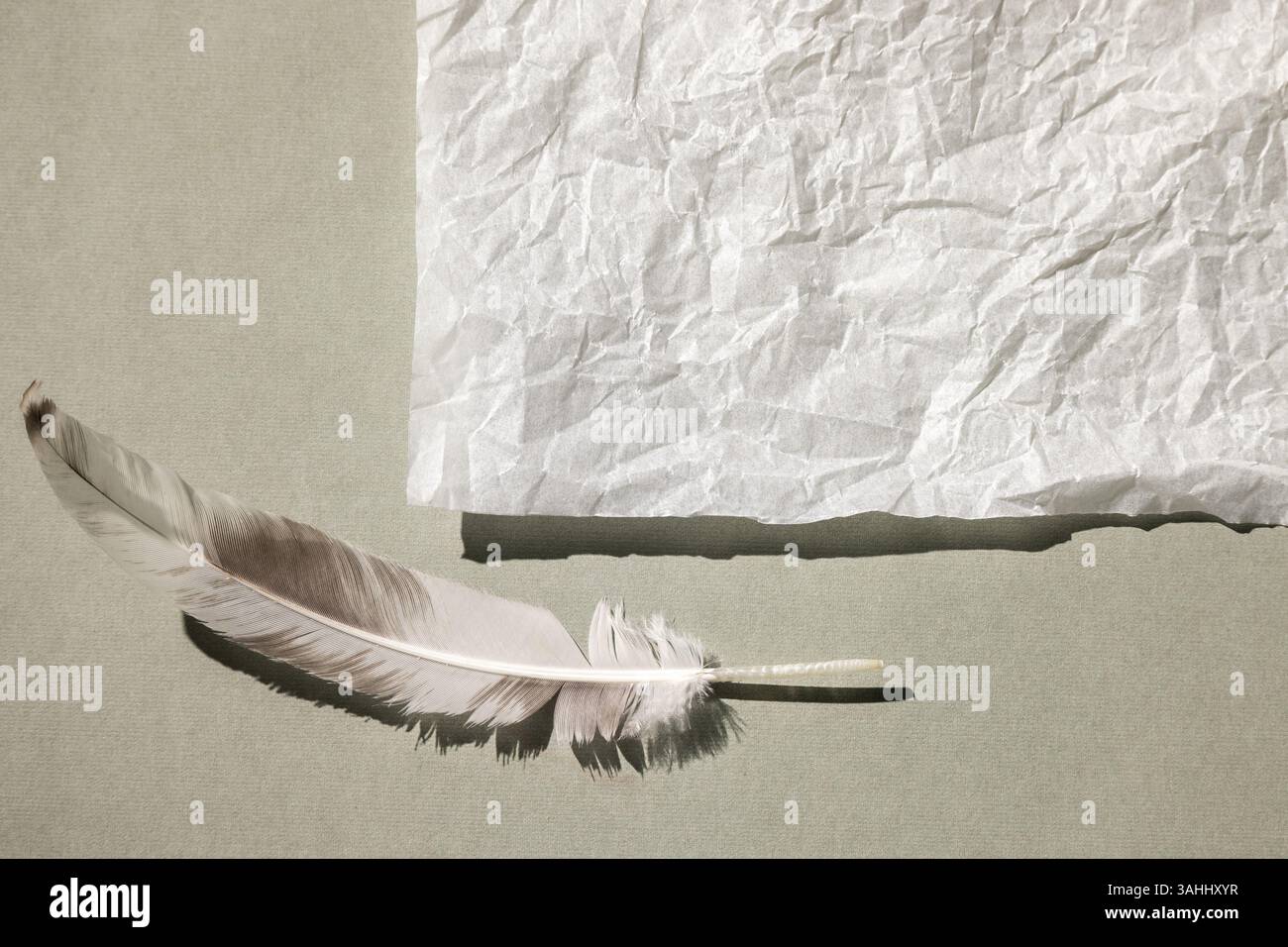 Einfarbiger Hintergrund mit einem leeren Blatt Papier und einer Feder. Draufsicht, minimaler Stil, Platz für Text. Stockfoto