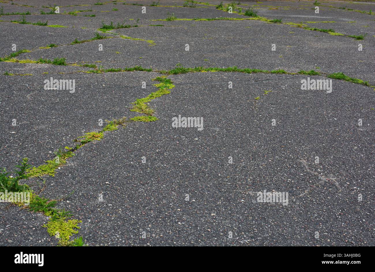 Pflanzen, die aus den Asphaltrissen wachsen. Grünes Moos, das in alten Fußwegsrissen wächst. Stockfoto
