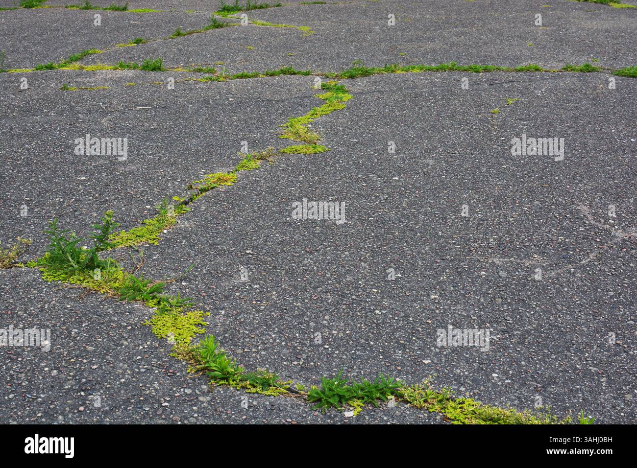 Pflanzen, die aus den Asphaltrissen wachsen. Grünes Moos, das in alten Fußwegsrissen wächst. Stockfoto