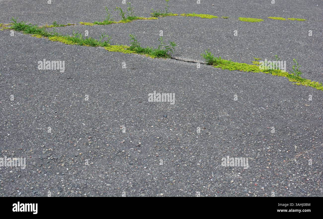 Pflanzen, die aus den Asphaltrissen wachsen. Grünes Moos, das in alten Fußwegsrissen wächst. Stockfoto