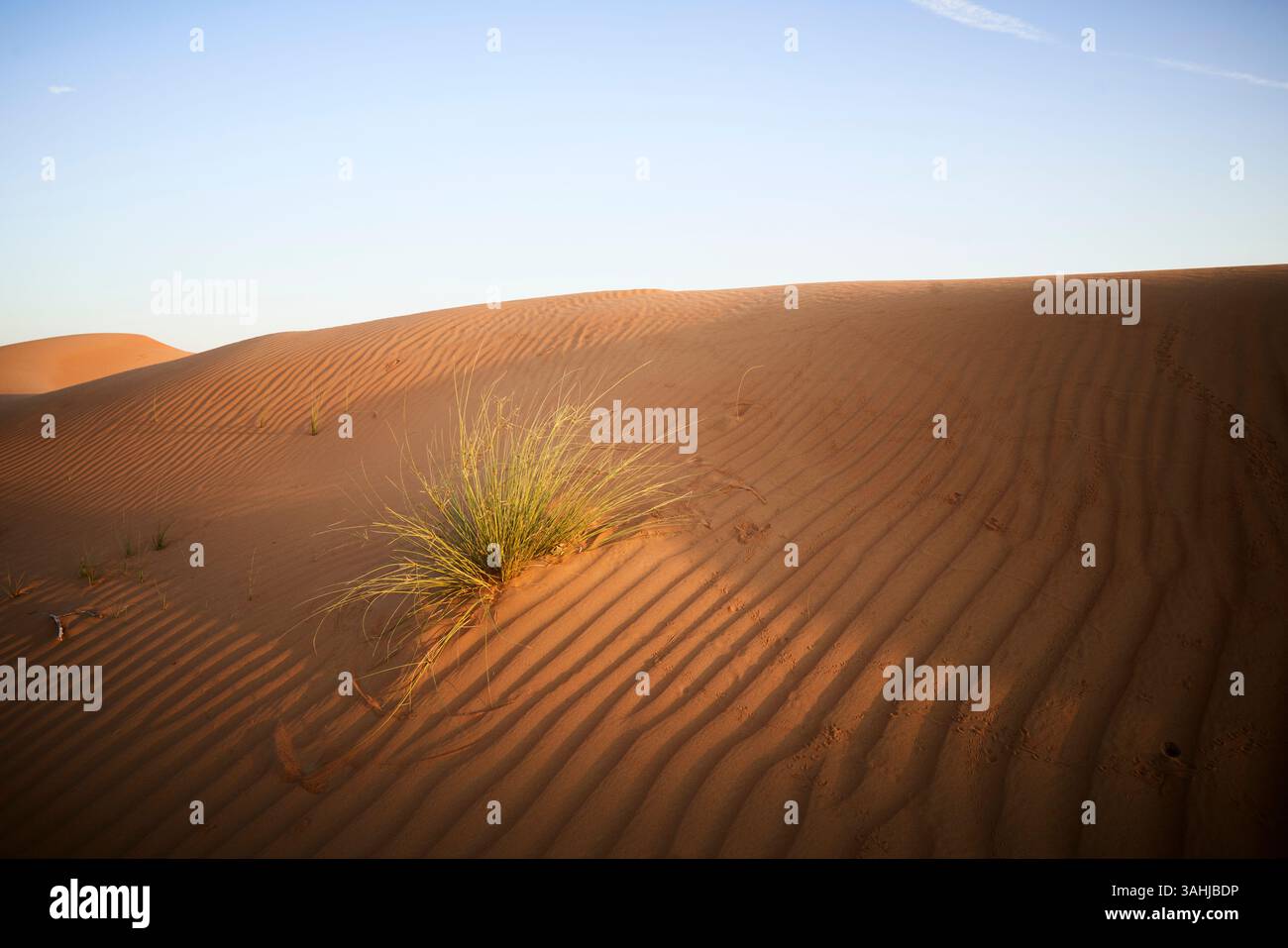 Goldene Sanddünen mit Wellen unter blauem Himmel, kleiner Grasfleck im Vordergrund. Stockfoto
