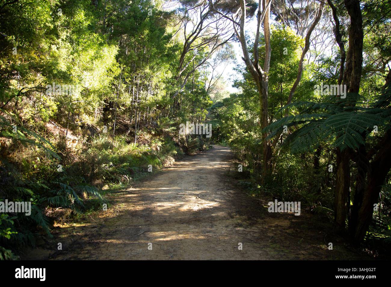 Sonnendurchfluteter Waldweg umgeben von üppig grünen Bäumen und Laub. Stockfoto
