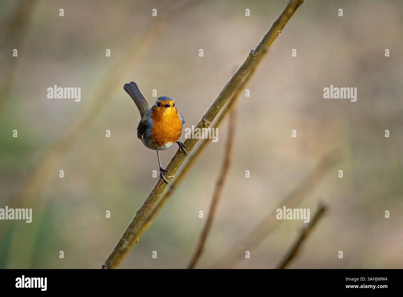 Ein Europäischer rotkehlchen in freier Wildbahn Stockfoto