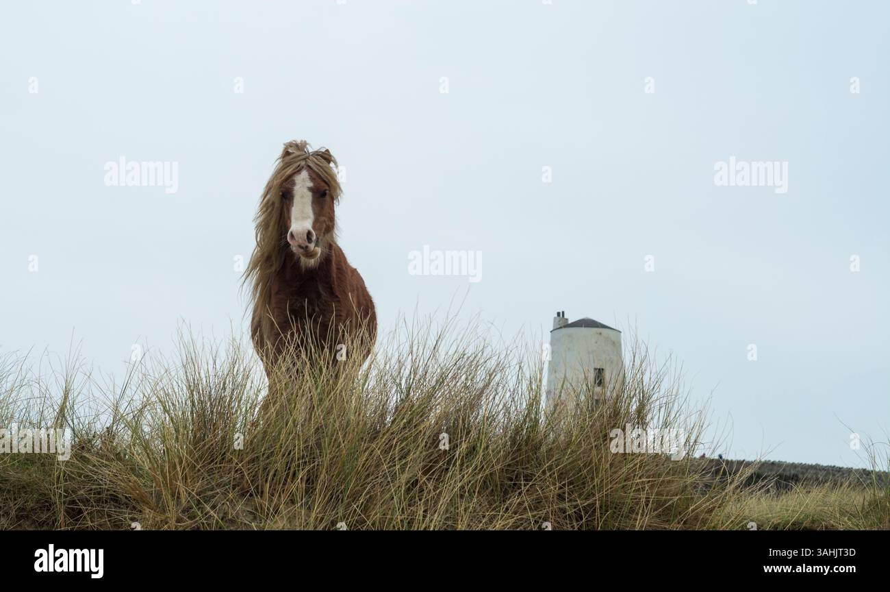 Walisisches Ponyporträt auf Llanddwyn Island mit TWR Mawr Leuchtturm im Hintergrund, Anglesey, Nordwales, Großbritannien. Aufgenommen am 4. April 2025. Stockfoto