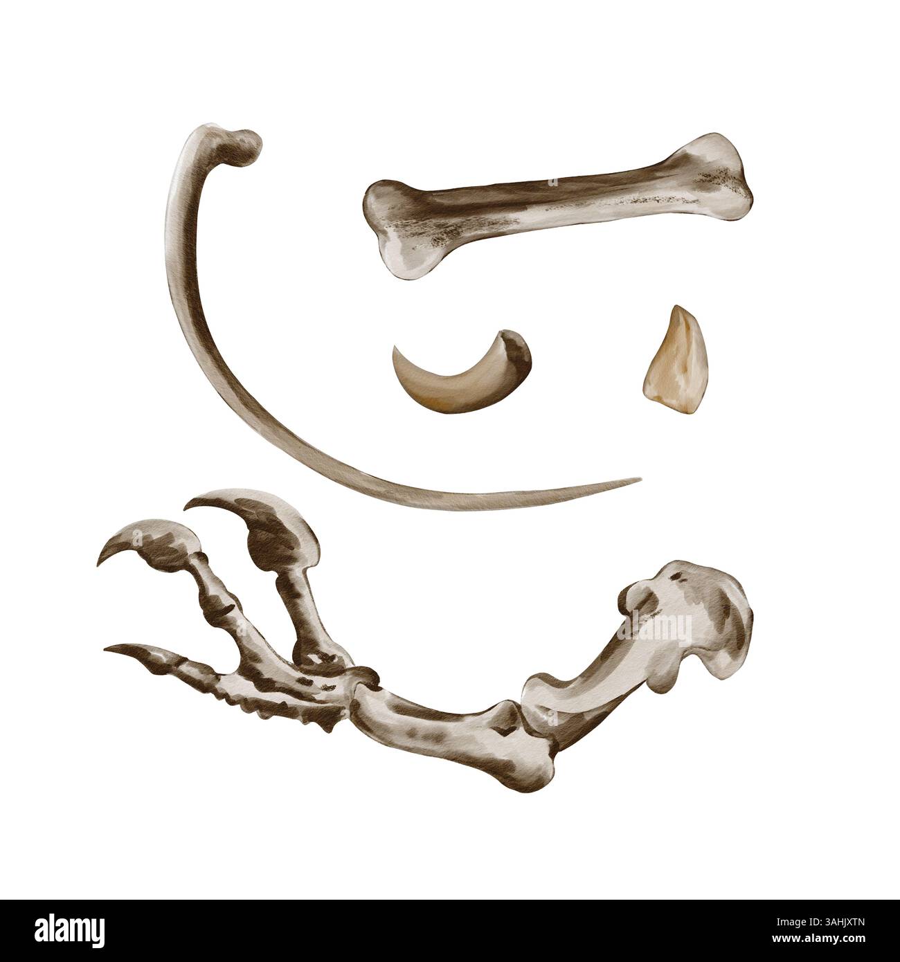 Knochen und Zähne. Klauenpfote. Dinosaurier oder Monster Skelett. Alte Fossilien und alte Knochen. Aquarellabbildung ohne Hintergrund. Hand Stockfoto