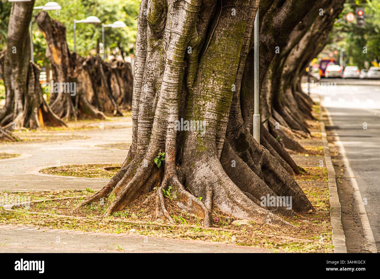 Massive Baumstämme mit freiliegenden Wurzeln säumen den Bürgersteig der Stadt und zeigen die natürliche städtische Integration Stockfoto