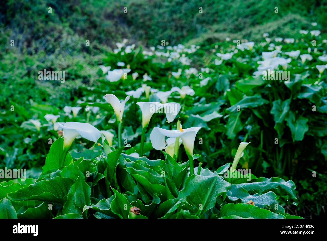 Weiße Calla-Lilien blühen in einem üppigen, grünen Feld, umgeben von lebendigem Laub. Garrapata State Park, CA, USA Stockfoto