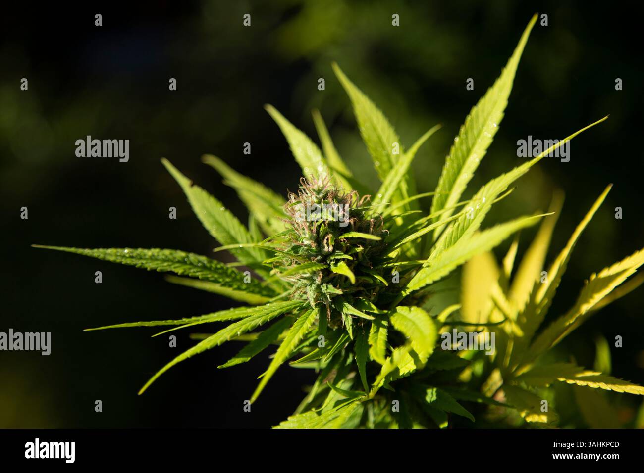 Nahaufnahme von leuchtend grünen Cannabisblättern im Sonnenlicht. Auckland, Neuseeland Stockfoto