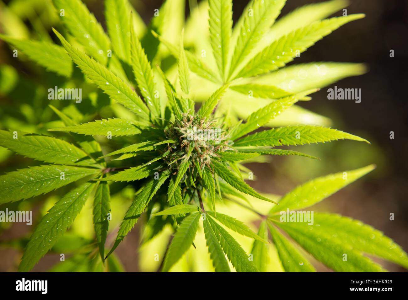 Nahaufnahme von leuchtend grünen Cannabisblättern unter Sonnenlicht. Auckland, Neuseeland Stockfoto