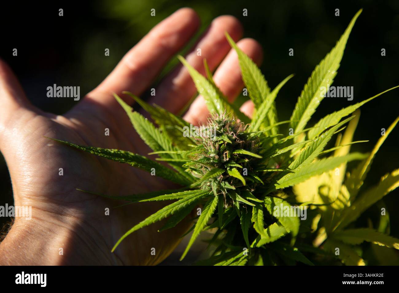 Hand hält eine lebendige grüne Cannabispflanze mit detaillierten Blättern und Knospen. Auckland, Neuseeland Stockfoto