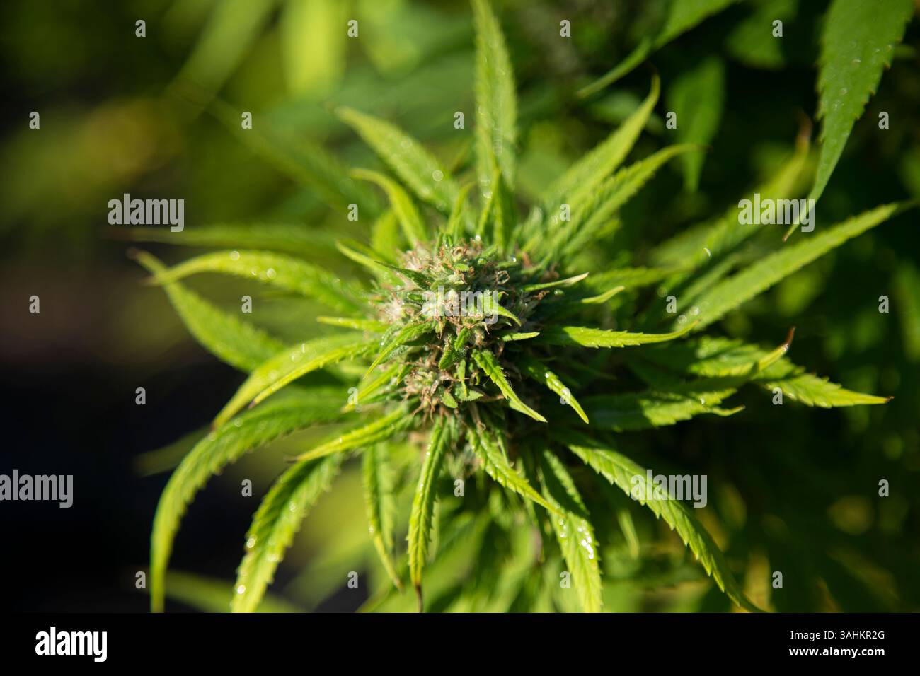 Nahaufnahme einer lebendigen grünen Cannabispflanze mit frischen Blättern und Knospen. Auckland, Neuseeland Stockfoto