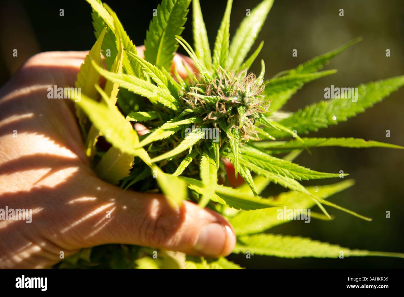 Hand mit leuchtenden grünen Cannabisblättern und Blüten in natürlichem Sonnenlicht. Auckland, Neuseeland Stockfoto
