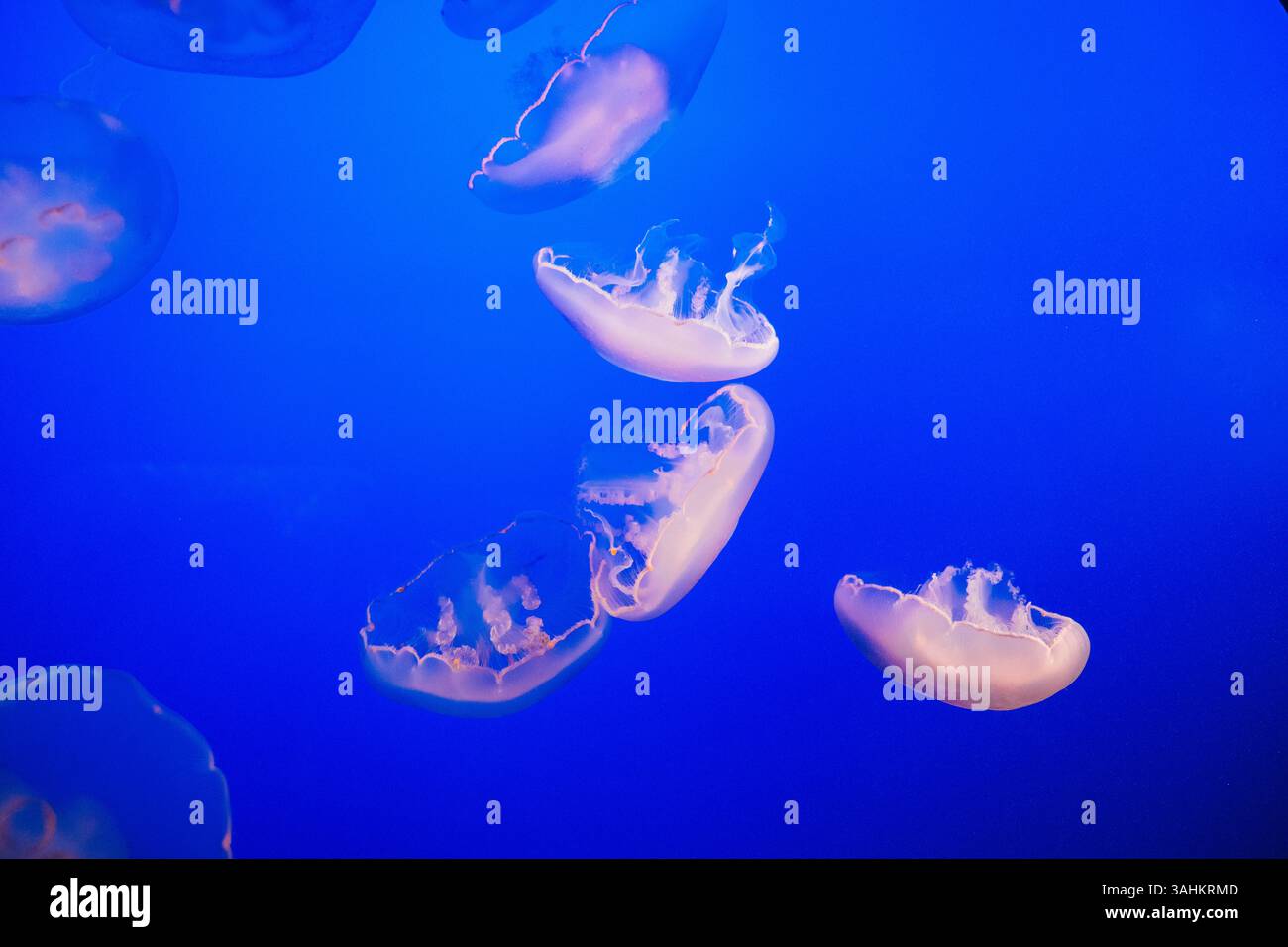 Ätherische Quallen schweben anmutig in einer lebendigen blauen Unterwasserszene. Kalifornien, USA Stockfoto