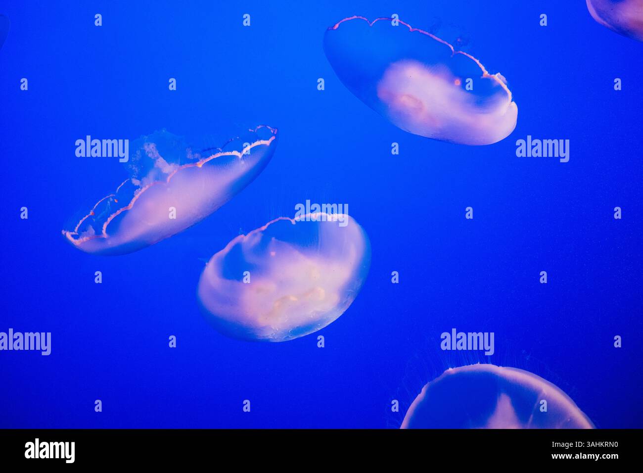 Leuchtende, durchscheinende Quallen schweben elegant vor einem leuchtend blauen Hintergrund unter Wasser. Kalifornien, USA Stockfoto