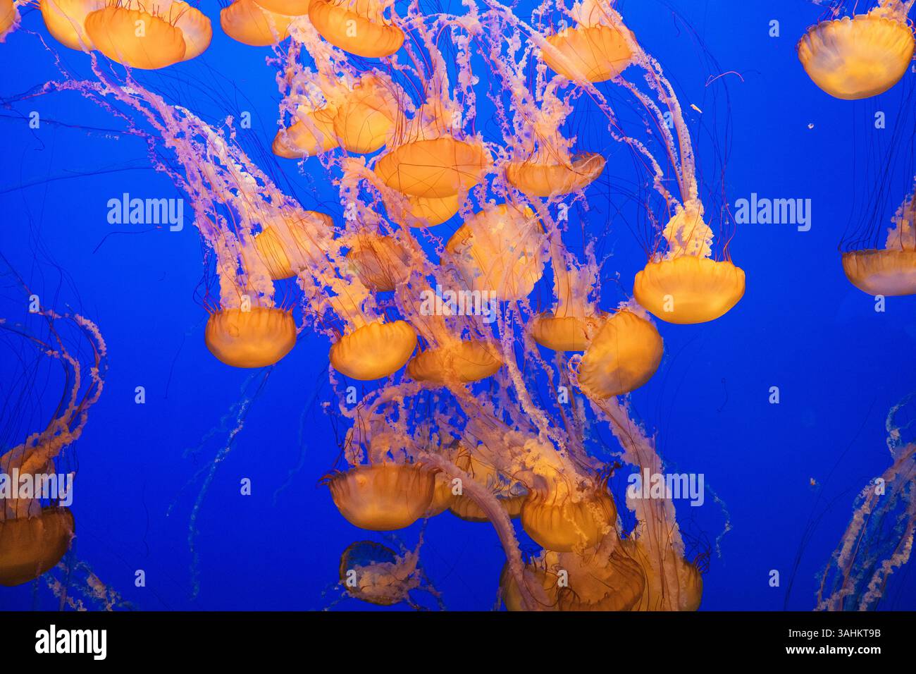Orangefarbene Quallen schweben anmutig vor einem leuchtend blauen Hintergrund in einem Aquarium. Kalifornien, USA Stockfoto