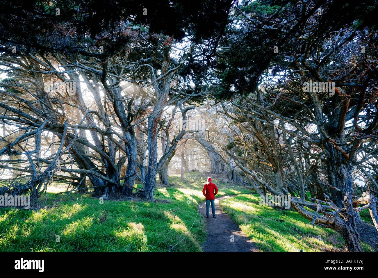 Eine Person in einer roten Jacke geht durch einen Pfad, der von verdrehten Bäumen und Sonnenlicht umgeben ist. Point Lobos State Natural Reserve, CA, USA Stockfoto
