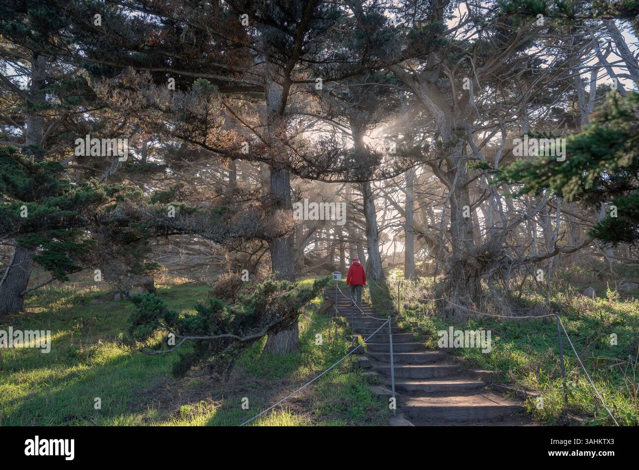 Eine Person in einer roten Jacke geht durch einen Pfad, der von verdrehten Bäumen und Sonnenlicht umgeben ist. Point Lobos State Natural Reserve, CA, USA Stockfoto