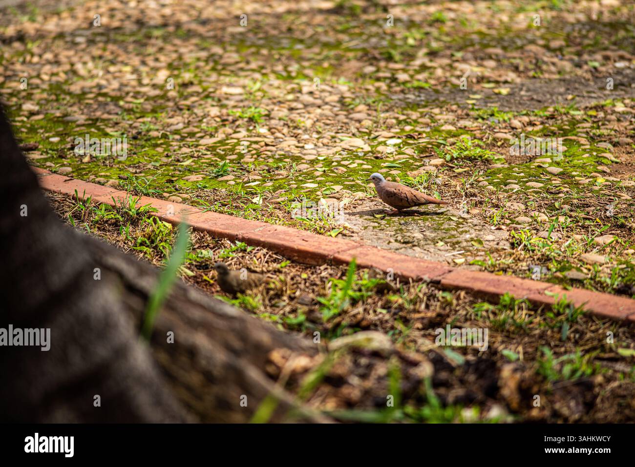 Bodennaher Blick auf eine Taube auf moosigem Kopfsteinpflaster in einer urbanen Parklandschaft Stockfoto