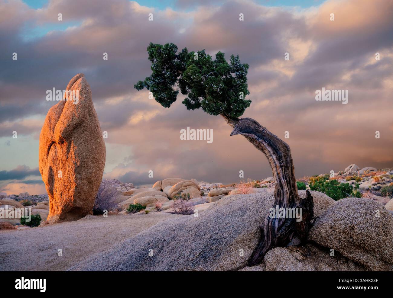 Einsamer Baum, der sich an Felsen lehnt, mit einem dramatischen Himmel und Felsformationen im Hintergrund. Joshua Tree National Park, CA, USA Stockfoto