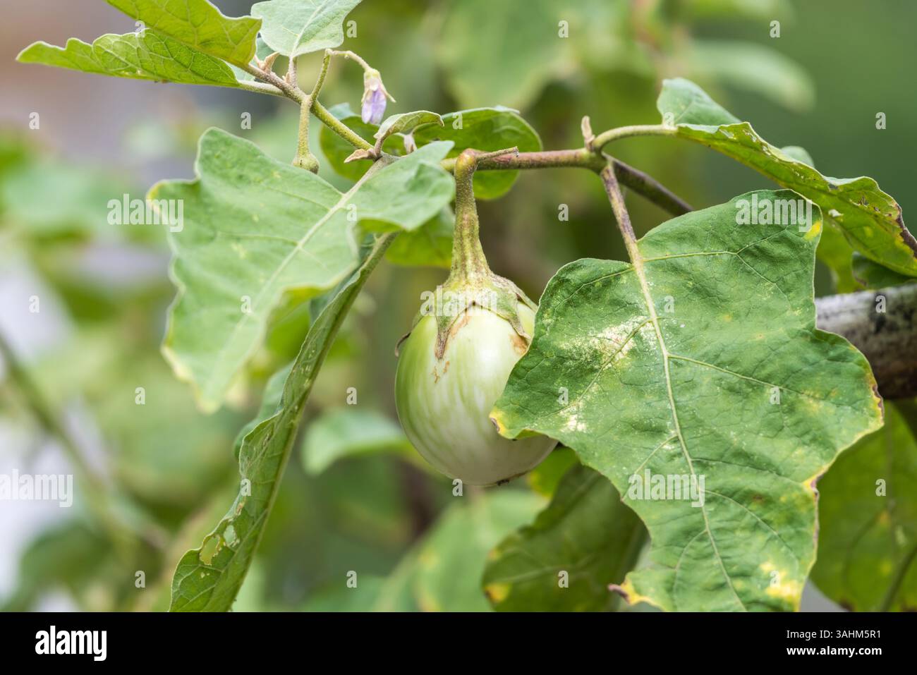 Thai Eggplant (Green Brinjal, Kantakari) ist der Name für Gemüse mehrere Auberginen-Sorten, die in der asiatischen Küche verwendet werden, sind wesentliche Zutaten in Thai Stockfoto