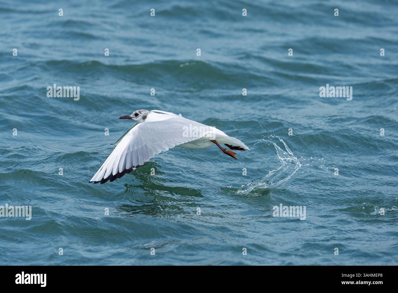 Schwarze Möwe, die von der Wasseroberfläche flog Stockfoto