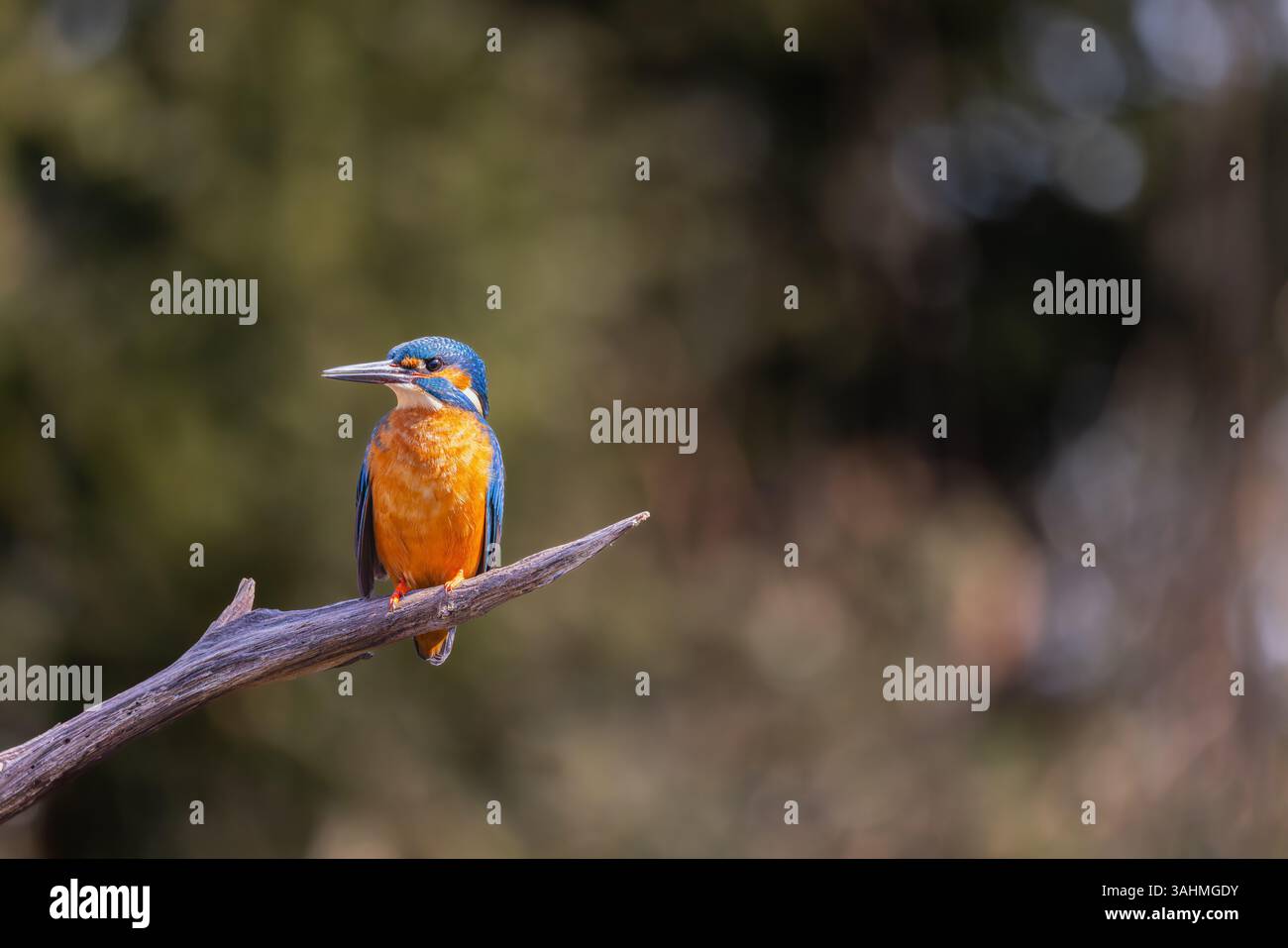Eisvogel auf einem Baumzweig, der im Sonnenlicht schwimmt und darauf wartet, einen Fisch zu fangen. Stockfoto
