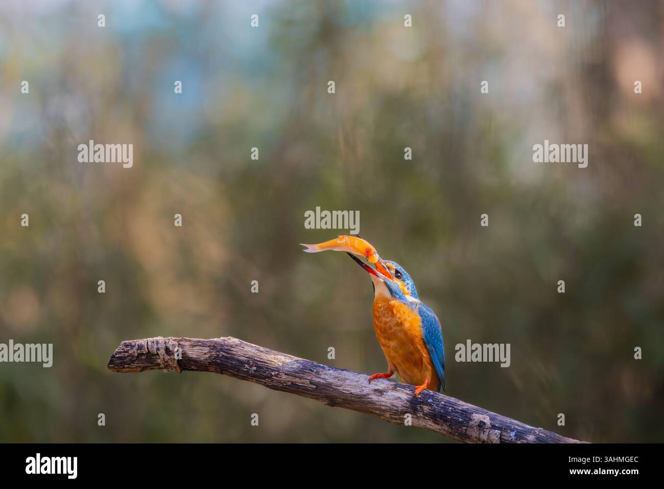 Eisvogel auf einem Baumzweig, nachdem er einen Fisch gefangen hat Stockfoto