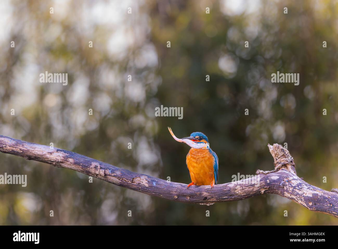 Eisvogel auf einem Baumzweig, nachdem er einen Fisch gefangen hat Stockfoto