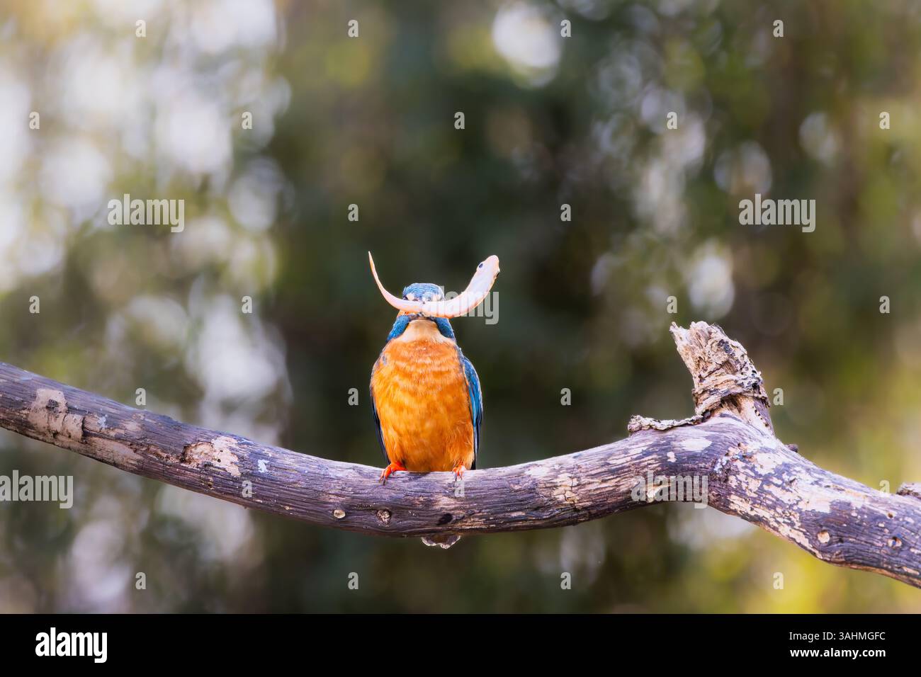 Eisvogel auf einem Baumzweig, nachdem er einen Fisch gefangen hat Stockfoto