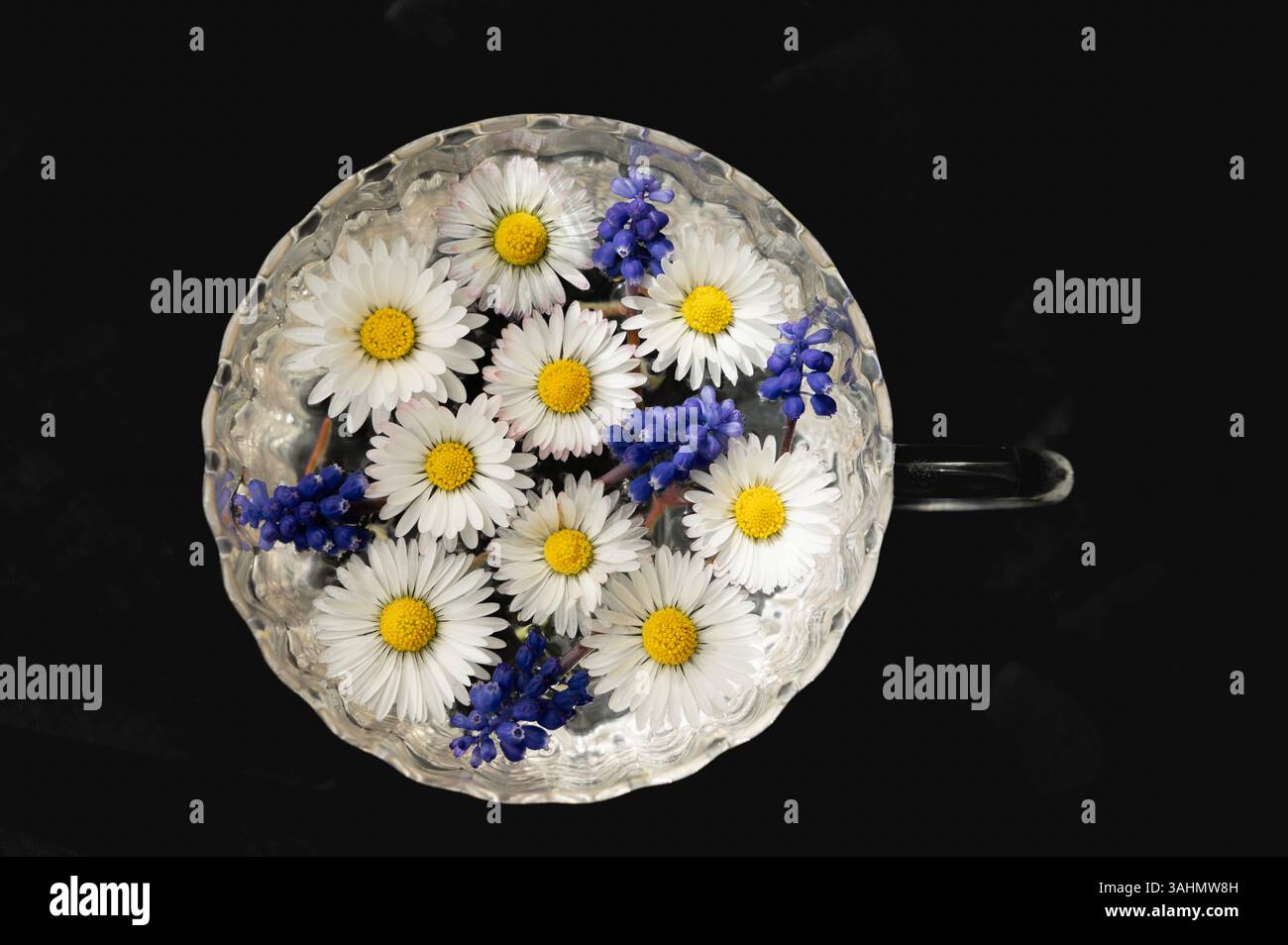 Eine atemberaubende Präsentation weißer Gänseblümchen und leuchtender lila Blumen, elegant in einer wunderschönen Glasschale angeordnet Stockfoto
