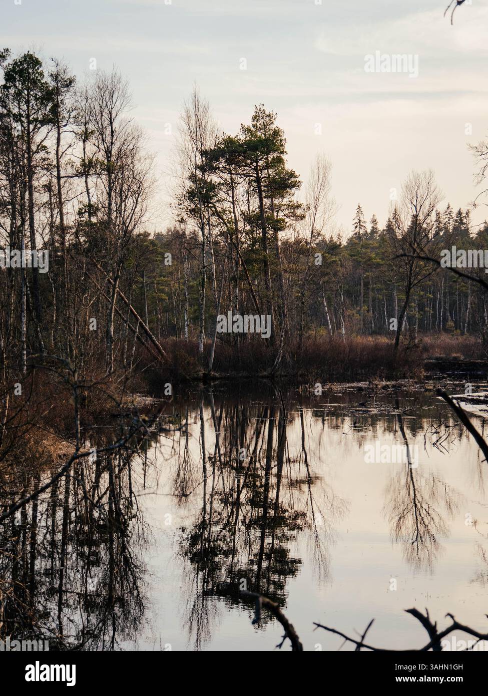 Eine ruhige Waldszene im Store Mosse Nationalpark in Schweden, wo hohe Bäume sich perfekt in den ruhigen Gewässern eines friedlichen Teichs spiegeln. Das ruhige A Stockfoto