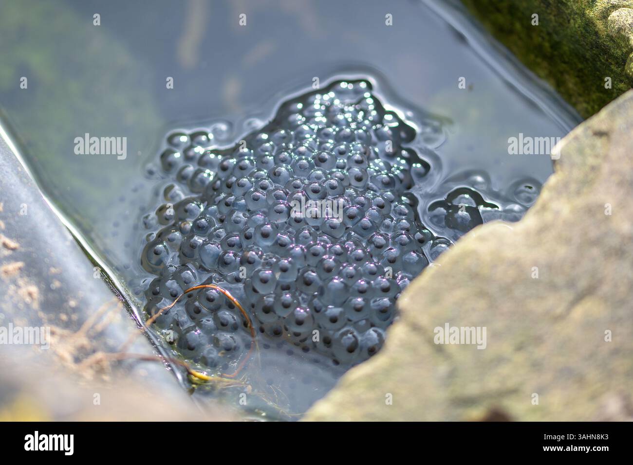 Frogspawn des gewöhnlichen Frosches (Rana temporaria) in einem Gartenteich, der im frühen Frühjahr während der Amphibienzuchtsaison Gelee-ähnliche Eierhaufen zeigt Stockfoto