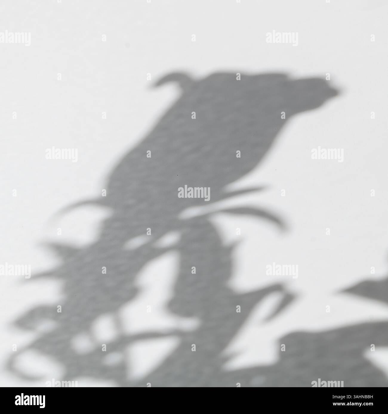 Schatten einer Canterbury Glockenblume (Campanula Medium) auf eine weiße Oberfläche gegossen, wodurch ein weiches, symbolisches Bild von Natur, Erinnerung oder Besinnung entsteht Stockfoto