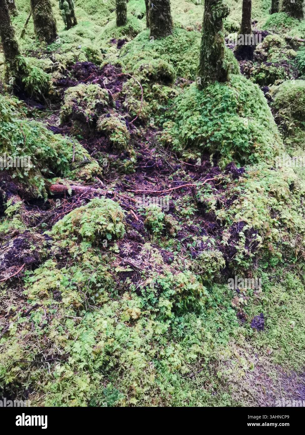 Wildschweine oder Wildschweine haben den Waldboden auf dem Allt na Calliche Trail bei Invergarry aufgewühlt. Das ist ein Beweis dafür, dass Wildschweine existieren. - Smartphone-aufgenommenes Stockfoto