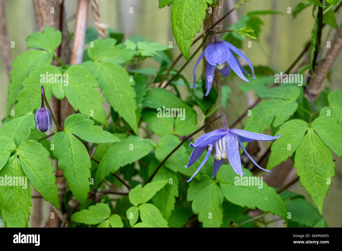 Clematis alpina, Austrian clematis, Atragene alpina, Ranunculaceae. Petite, lila Blüten, mit leuchtend grünen Blättern, im Frühling. Stockfoto