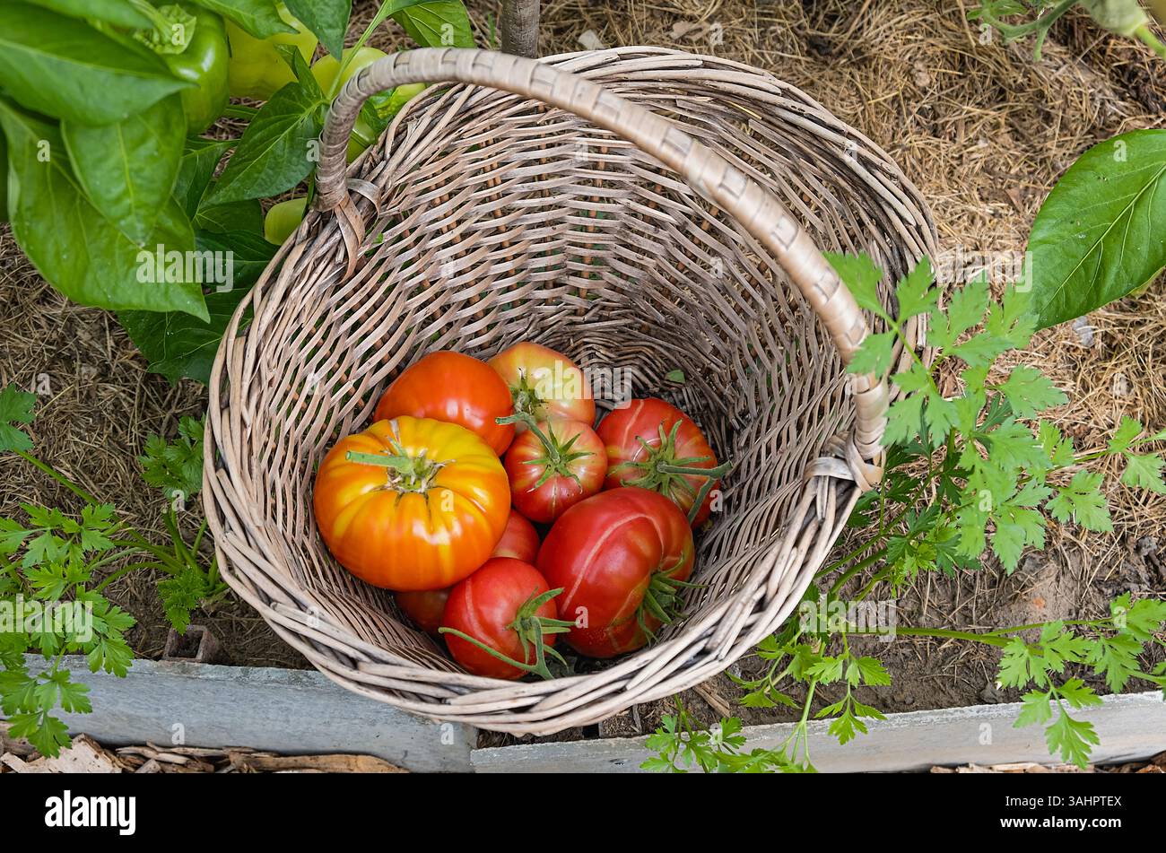 Ein Korbkorb gefüllt mit frisch geernteten roten und gelben Tomaten, platziert zwischen grünen Gartenpflanzen wie Paprika und Petersilie. Perfekt für die Stockfoto
