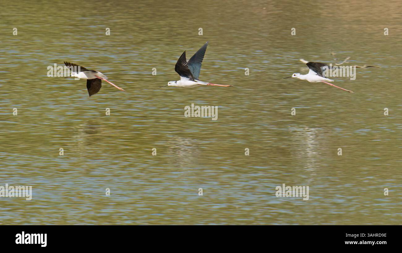 Drei schwarze geflügelte Stelzen im Flug auf einem See, Himantopus himantopus; Recurvirostridae Stockfoto