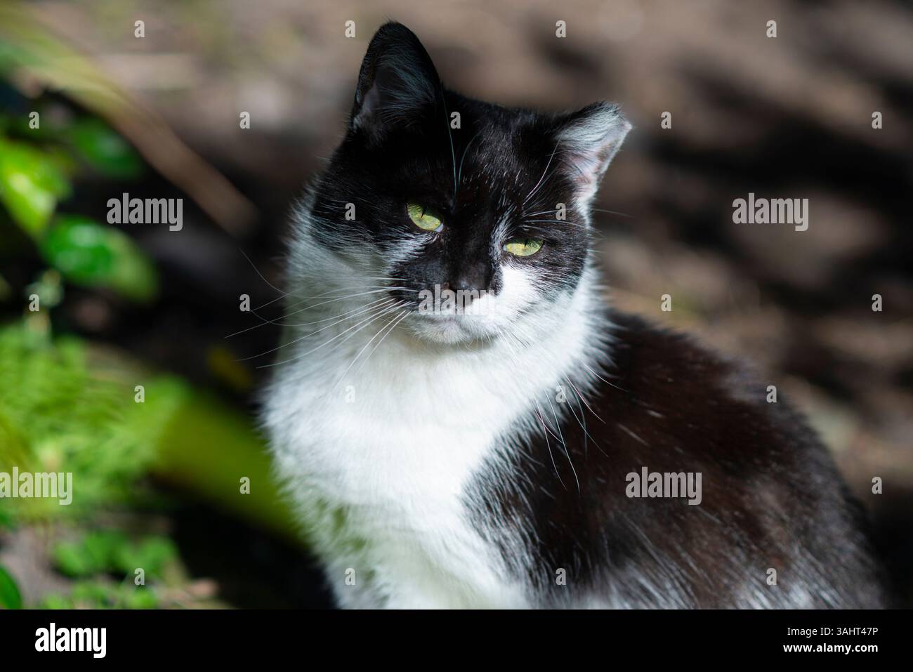 Wilde Katze mit einem abgeschnittenen Ohr sitzt im Sonnenlicht, als kastriert markiert und als Teil eines TNR-Programms (Trap-Neuter-Return) zurückgebracht. Stockfoto