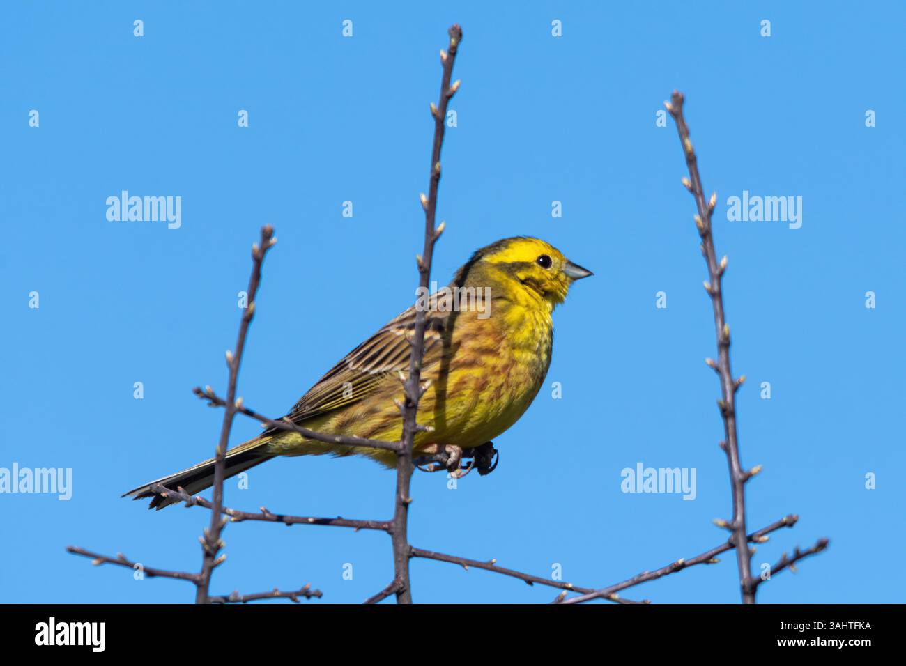 Yellowhammer (Emberiza citrinella) Vogel, ein Rüde, der im Frühjahr in einem Baum thront, England, Vereinigtes Königreich Stockfoto