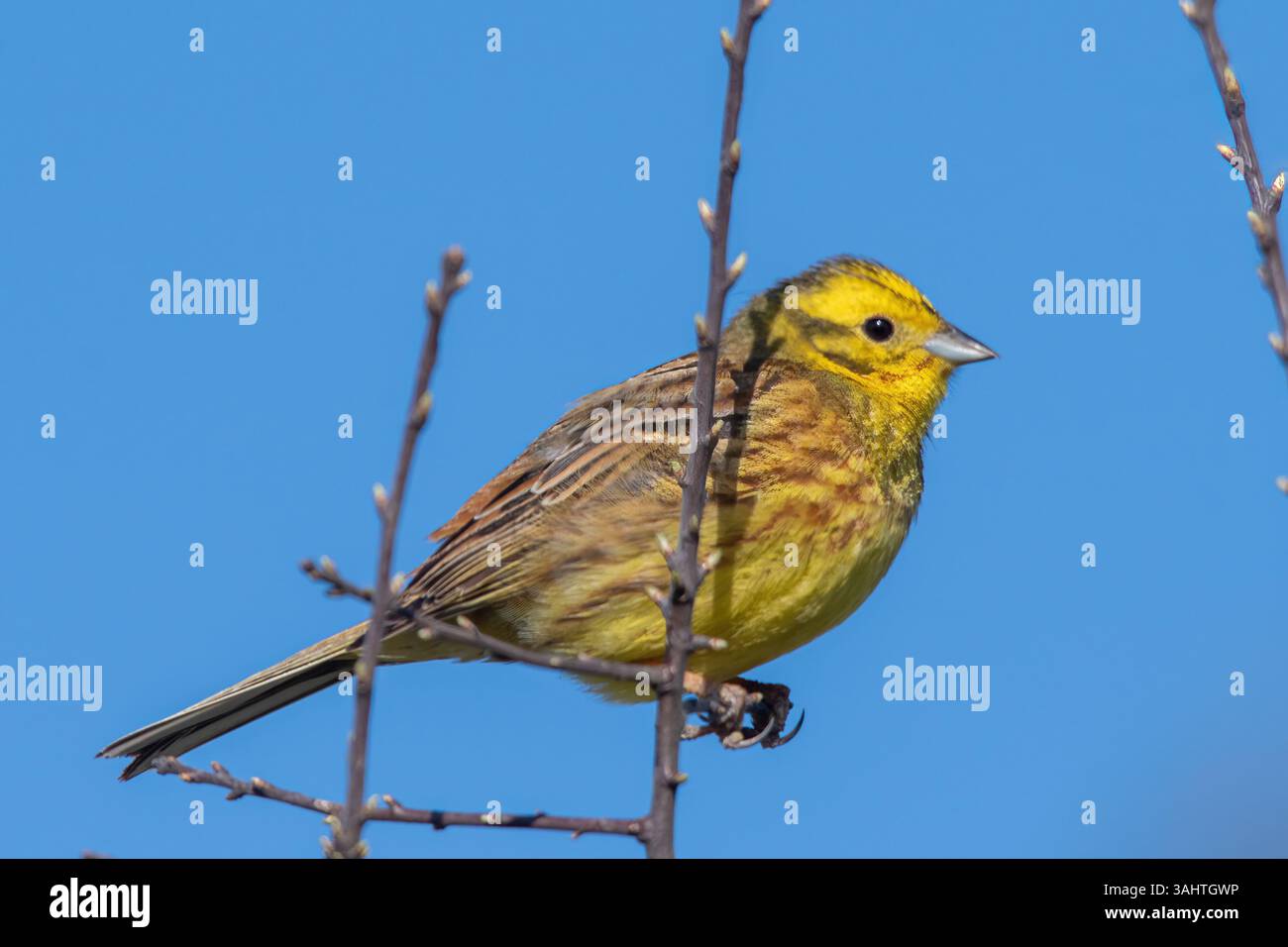 Yellowhammer (Emberiza citrinella) Vogel, ein Rüde, der im Frühjahr in einem Baum thront, England, Vereinigtes Königreich Stockfoto