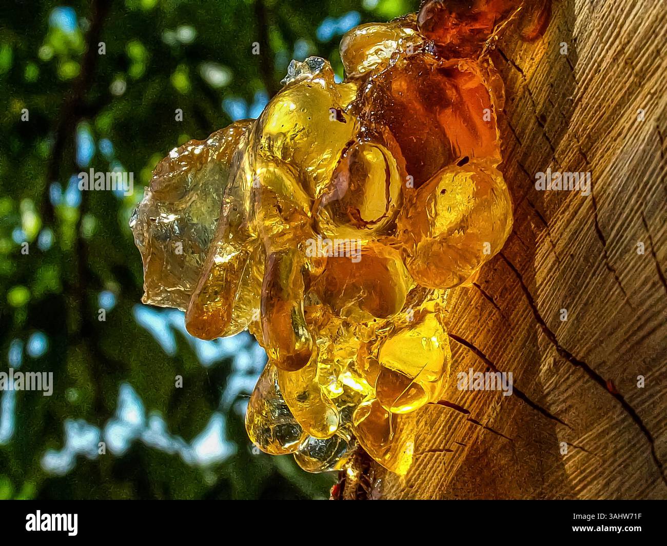 „Goldenes Baumharz, das von der Rinde im Sonnenlicht sprudelt“ Stockfoto